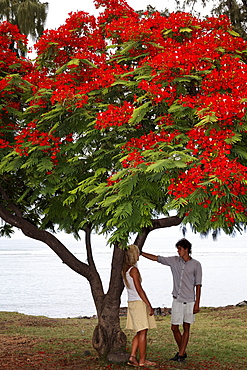 A couple standing under a Flamboyant tree in Saint Leu, La Reunion, Indian Ocean