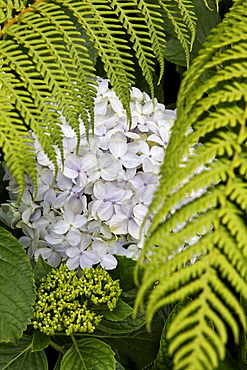 Hydrangea and fern, La Reunion, Indian Ocean