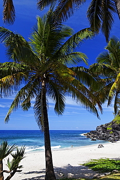 Palm trees on the beach of Grand Anse in Petite Ile, La Reunion, Indian Ocean