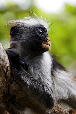 Zanzibar Red Colobus on a tree at Jozani Forest, Zanzibar, Tanzania, Africa