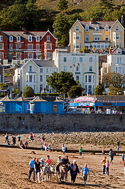 Donkey rides on the beach, the seaside resort of Llandudno, Wales, UK