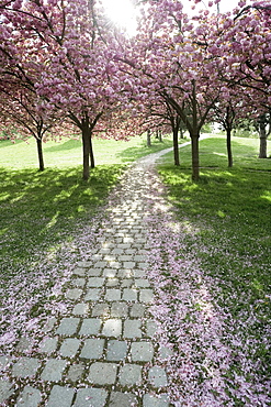 Cherry trees in full blossom at Seepark, Freiburg im Breisgau, Baden-Wuerttemberg, Germany, Europe