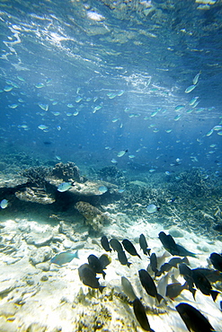 Shoal of blue reef fish, Wilson Island, part of the Capricornia Cays National Park, Great Barrier Reef Marine Park, UNESCO World Heritage Site, Queensland, Australia