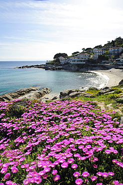 Pink sour fig above Mediterranean bay, beach and village in background, Seccheto, western coast of island of Elba, Mediterranean, Tuskany, Italy