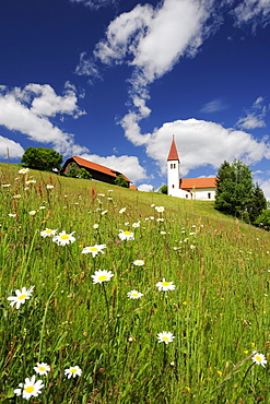 Church and farmhouse standing in a flower meadow, Carinthia, Austria, Europe