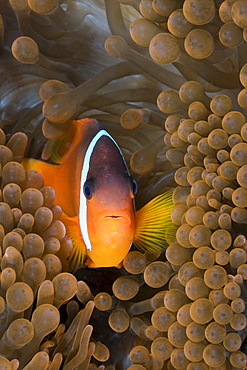 Tomato Anemonefish, Amphiprion frenatus, Gau, Lomaiviti, Fiji