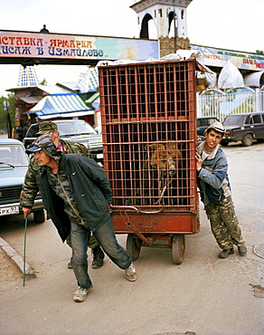 Brown bear of the Eduard Rybakovs Show getting transferred to his quarters, fleamarket Ismailowski Vernissage, Moscow, Russia, Europe