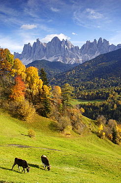 Cows in a pasture, autumn landscape, Geisslers peaks, Alto Adige, South Tyrol, Italy