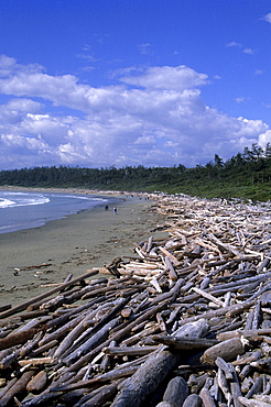 Driftwood on the beach at Wickanimish Bay, Pacific Rim National Park, Vancouver Island, British Columbia, Canada, America