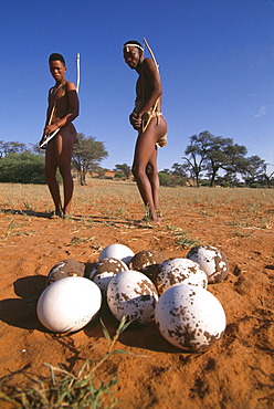 Pete and George, San Bushmen, pointing out an old ostrich nest with eggs, Intu Africa Kalahari Game Reserve, Lodge, Namibia, Africa