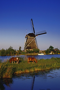 Windmill and horses, Kinderdijk, Netherlands