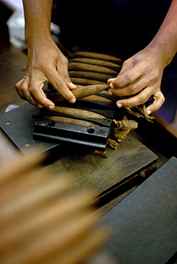 Leon Jimenes rolling tobacco in a cigar factory in Santiago de los Caballeros, Dominican Republic, Caribbean