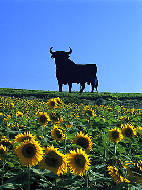 Sunflower field and silhouette of a bull in the sunlight, Cadiz, Andalusia, Spain, Europe