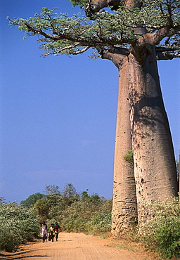 Baobab trees near Morondava, Madagascar