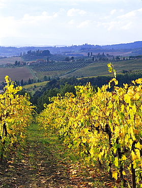 Vineyards, Chianti, Tuscany, Italy