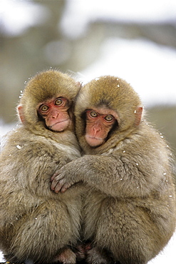 Japanese Macaques hugging, Japanese Alps, Japan