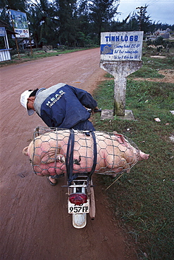 Man transporting a pig on a moped, Vietnam, Asia