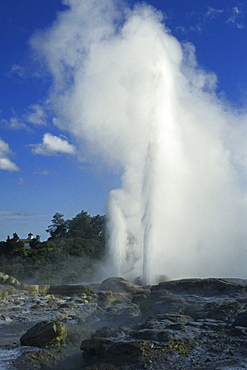 Pohutu Geyser, Rotorua, Whakarewarewa area, Rotorua, North Island, New Zealand