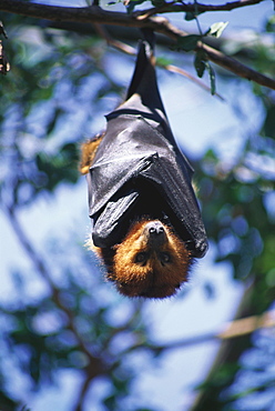 Flying fox hanging on a branch, Casela Bird Park, Mauritius, Africa