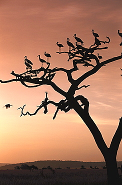 White Storks sitting on a tree in the evening light, East Africa