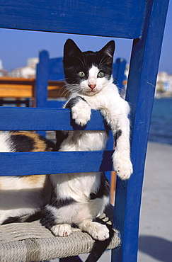 Domestic cat sitting on a blue chair, Pet, Domestic Animal, Animal