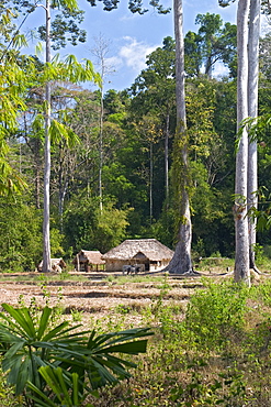 Rainforest, clearing with house, North Andaman, Andaman Island, India