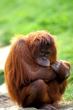 Orangutan, Pongo Pygmaeus, Gunung Leuser National Park, Sumatra, Indonesia, Asia