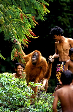 Orang-Utan in Orangutan rehabilitation center, Borneo, Gunung Leuser National Park, Sumatra, Indonesia, Asia
