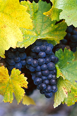 Close up of grapes, Rheingau, Hesse, Germany, Europe