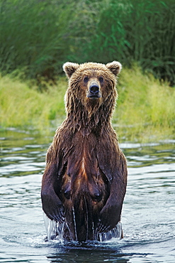 Grizzly female standing upright, Ursus arctos, Brooks River, Katmai Nationalpark, Alaska, USA