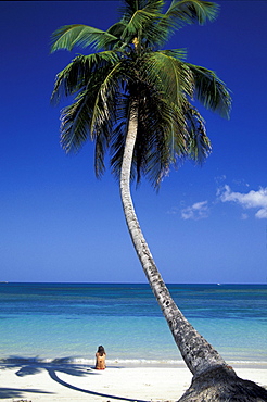 Palm beach, coconut palm, Dominican Republic, Caribbean