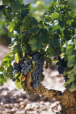 Vines with grapes in the sunlight, Bodega Camilo Castilla, Navarra, Spain, Europe