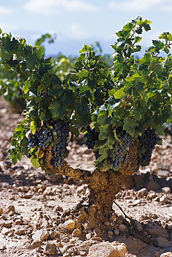 Old vineyard, Tempranillo Grapes, Navarra, Spain