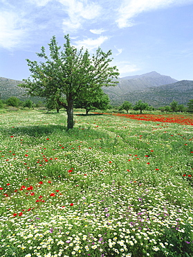 Blooming flower Meadow, Dikti Mountains, Lassithi Plateau, Crete, Greece