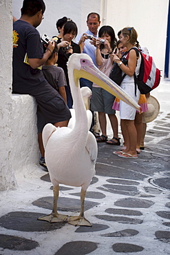 Confiding pelican, the mascot of Mykonos-Town, and a group of tourists in background, Mykonos-Town, Mykonos, Greece