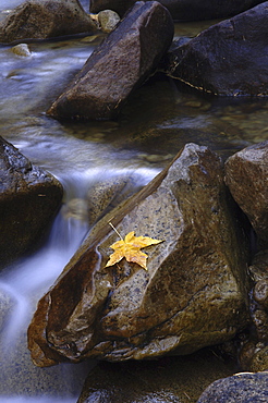 Autumn Leaf on a Rock at Merced River, Yosemite National Park, California, USA00057212