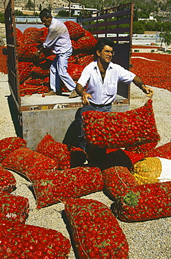 Drying red peppers, La Aparecida, near Orihuela, Province Alicante, Spain