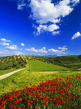 Poppy fields and olive trees, near Alhama de Granada, Province Granada, Andalusia, Spain