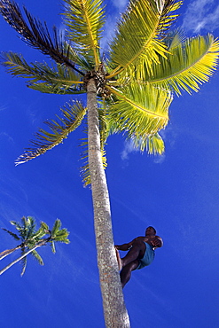 Climbing a Coconut Tree, One Foot Island, Aitutaki Lagoon, Aitutaki, Cook Islands