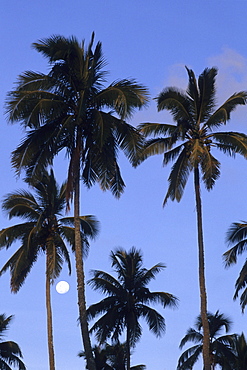 Coconut Trees and Full Moon, Rarotonga, Cook Islands