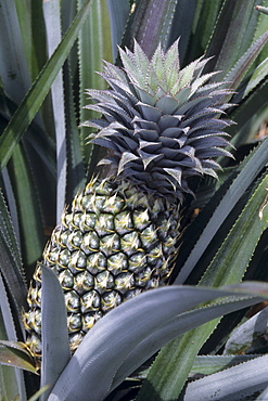 Pineapple with Rod Stewart Hairstyle, Paopao Valley, Moorea, French Polynesia