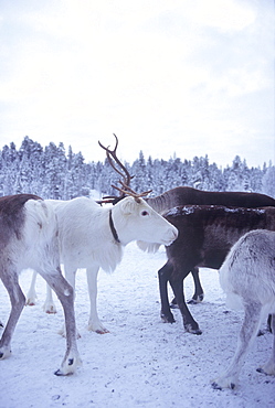 Reindeers in Lappland, Sweden