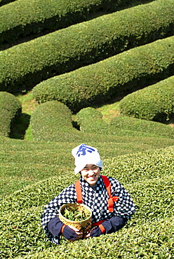 Woman picking tea leaves, Uji, Kyoto district, Japan