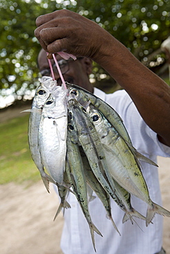 Roadside Fish Stand, Cote D'Or, Praslin Island, Seychelles