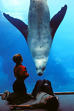 Steller sea lion and people at aquarium Sealife Center Seward, Alaska, USA, America