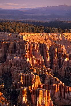 Bryce Canyon in Morning Light, View from Bryce Point, Bryce Canyon National Park, Utah, USA