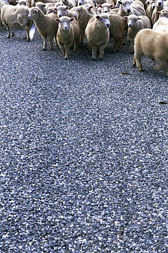 A flock of sheep, Crown Range Saddle, mountain pass, Cardrona, South Island, New Zealand