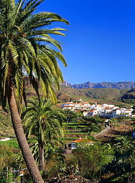 Palm trees, Fataga, historic village, valley of the thousand palms, mountain region, Gran Canaria, Canary Islands, Spain