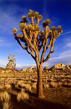 Joshua trees at Hidden Valley Joshua Tree National Park, South California, USA