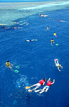 Snorkeling, Great Barrier Reef, Queensland, Australia